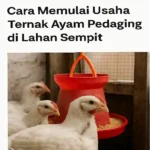 Cara Memulai Usaha Ternak Ayam Pedaging di Lahan Sempit